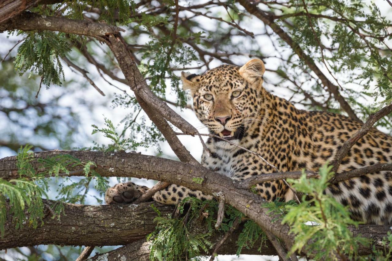 Taasa Lodge Серенгети Экстерьер фото